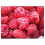 MALINA VOLMARY RDEČA L17