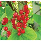 RIBEZ VOLMARY RDEČI L17