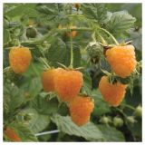 MALINA VOLMARY RUMENA L17