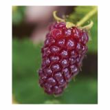 JAGODIČEVJE VOLMARY TAYBEERE