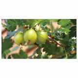 KOSMULJA VOLMARY ZELENA L17