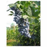 AMERIŠKA BOROVNICA VOLMARY ZGODNJA