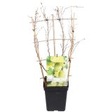 JAGODIČEVJE ZELENA KOSMULJA