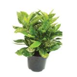 GRMOVNICA OKRASNA V LIST. JAPONSKA AVKUBA "VARIEGATA" L19