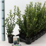 BODIKA JAPONSKA CAROLINE UPRIGHT L9