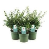 BODIKA JAPONSKA GLORY GEM L12