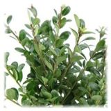 BODIKA JAPONSKA GLORY GEM L12