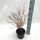 LISTAVEC JAPONSKA ČEŠNJA KOJOU-NO-MAI L19