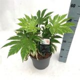 GRMOVNICA OKRASNA V LIST. JAPONSKA FATSIJA SPIDERS WEB L23