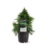 IGLAVEC JAPONSKA KRIPTOMERIJA "MONSTROSA NANA" L19