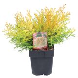 PACIPRESA JAPONSKA L17