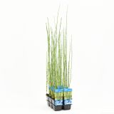 VODNE RASTLINE JAPONSKA PRESLICA L9