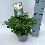 GRM JAPONSKA TRDOLESKA HEESPIERR. PIERROLINO L15