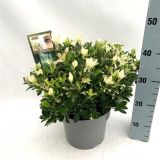 GRM JAPONSKA TRDOLESKA HEESPIERR. PIERROLINO L23