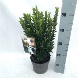 TRDOLESKA JAPONSKA JEAN HUGUES L17