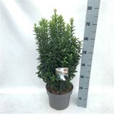 GRM JAPONSKA TRDOLESKA JEAN HUGUES L23