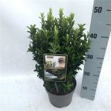 GRM JAPONSKA TRDOLESKA PALOMA BLANCA L17