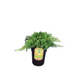 BRIN JAPONSKI NANA L17