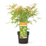 JAVOR JAPONSKI-KATSURA