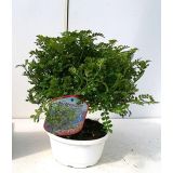 MEDITERANSKE RASTLINE JAPONSKI POPER V SKLEDI L18