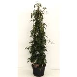 JASMIN JASMIN NA STEBLU L18