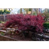 JAVOR ATROPURPUREUM L28 V100