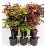 JAVOR ACER PALAMTUM L43 CM
