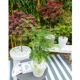 JAVOR ACER PALAMTUM L43 CM