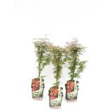 JAVOR JERRE SCHWARTZ L28 V100