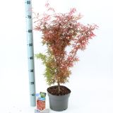 JAVOR PAHLJAČASTI JERRE SCHWARTZ L19