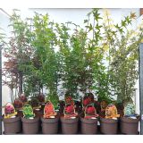 JAVOR PAHLJAČASTI L19