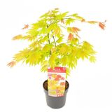 JAVOR PAHLJAČASTI L19 CM (ACER SHIR. MOONRISE)
