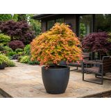 JAVOR PAHLJAČASTI L19 CM (ACER SHIR. MOONRISE)