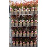 JAVOR PAHLJAČASTI L21