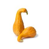 PLODOVKE L'ORTO FRUTTIFERO JEDILNA BUČKA 1/1 RUGOSA FRIULANA L10