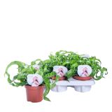 PRAPROT JELENJI JEZIK HURRICANE L12