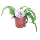 PRAPROT JELENJI JEZIK HURRICANE L12