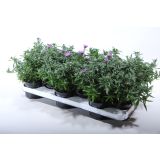 ASTRA JESENSKA, MIX L10.5