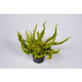 JESENSKA VRESA ORANŽNA SKYLINE SEASTAR L9