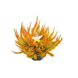 JESENSKA VRESA SEASTAR' L11