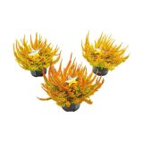 JESENSKA VRESA SEASTAR' L11