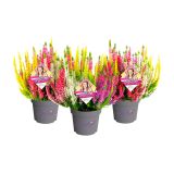 JESENSKA VRESA BEAUTY LADIES HIGH FIVE L11 CM