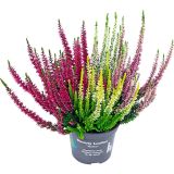 JESENSKA VRESA BEAUTY LADIES QUATTRO L12 CM
