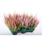 JESENSKA VRESA ERICA GRACILIS L10.5