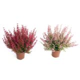 JESENSKA VRESA ERICA GRACILIS L10.5