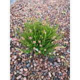 JESENSKA VRESA ERICA SPICULIFOLIA L13