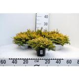 JESENSKA VRESA EVA GOLD L11