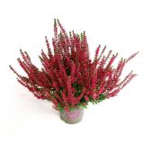 JESENSKA VRESA BEAUTY LADIES L10.5 CM