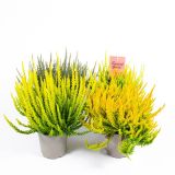 JESENSKA VRESA GARDEN GIRLS SUNSET L12 CM