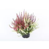 JESENSKA VRESA GARDEN GIRLS TRIBARVNA L12